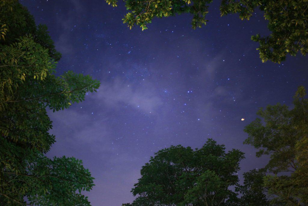 Image of the night sky while looking up through the trees